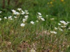 Cerastium arvense subsp. arvense