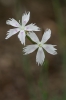 Dianthus arenarius subsp. bohemicus
