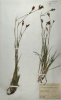Dianthus carthusianorum subsp. latifolius