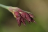 Dianthus pontederae