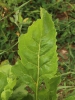 Beta vulgaris kultivary skupiny Rapacea