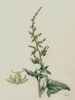 Chenopodium bonus-henricus