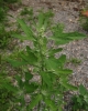 Chenopodium ficifolium