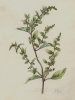 Chenopodium polyspermum