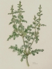 Chenopodium schraderianum