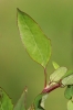 Chenopodium strictum