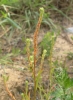 Corispermum leptopterum