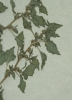 Amaranthus crispus