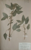 Amaranthus quitensis