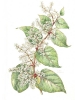 Reynoutria japonica var. japonica