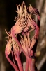 Paeonia suffruticosa