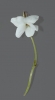 Viola alba