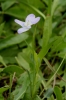 Viola pumila