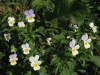 Viola tricolor subsp. polychroma