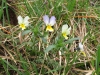 Viola tricolor subsp. saxatilis