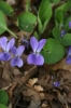Viola x scabra