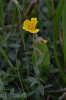 Helianthemum grandiflorum subsp. grandiflorum