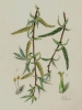 Salix alba ‘Tristis’