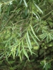 Salix x rubra