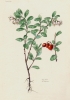 Vaccinium vitis-idaea