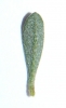 Alyssum alyssoides