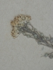 Alyssum rostratum