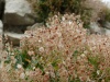 Aurinia saxatilis subsp. arduini