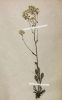 Biscutella laevigata subsp. varia