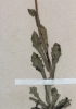 Biscutella laevigata subsp. varia