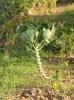 Brassica oleracea var. gemmifera