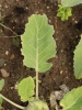 Brassica oleracea var. gongylodes