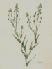 Camelina microcarpa