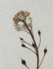 Camelina microcarpa subsp. sylvestris