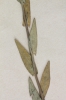 Camelina microcarpa subsp. sylvestris