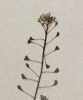 Capsella rubella