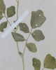 Cardamine amara subsp. amara
