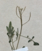 Cardamine parviflora