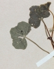 Cardamine trifolia
