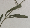 Cardaminopsis halleri