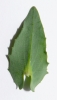 Thlaspi perfoliatum