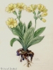 Primula x pubescens