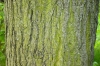 Tilia euchlora