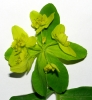 Euphorbia epithymoides