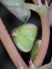 Euphorbia humifusa