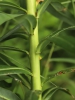 Euphorbia lucida
