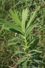 Euphorbia salicifolia