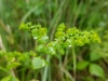 Euphorbia stricta