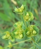 Euphorbia waldsteinii