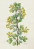 Ribes aureum