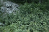 Ribes petraeum